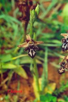 /album/wildflowers/o-cretica-chania-jpg/